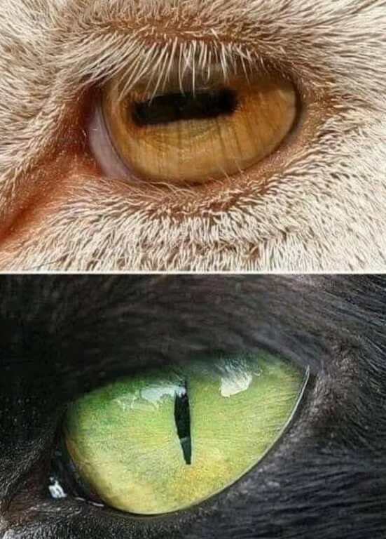 Картина про несчастной женщине. Взгляд жертвы хср. Hunter eyes vs prey eye. Взгляд жертвы хср. Зрачки животных.
