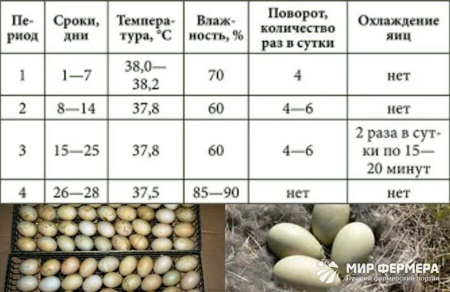 Сколько дней выводятся гусята. Инкубация гусиных яиц в инкубаторе. Режим инкубации цесариных яиц. Инкубация уток инкубация таблица. Схема инкубирования утиных яиц.