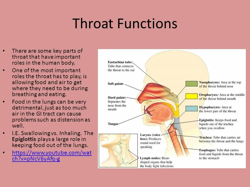 Larynx перевод. Head of function