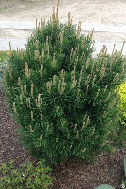 Pinus heldreichii