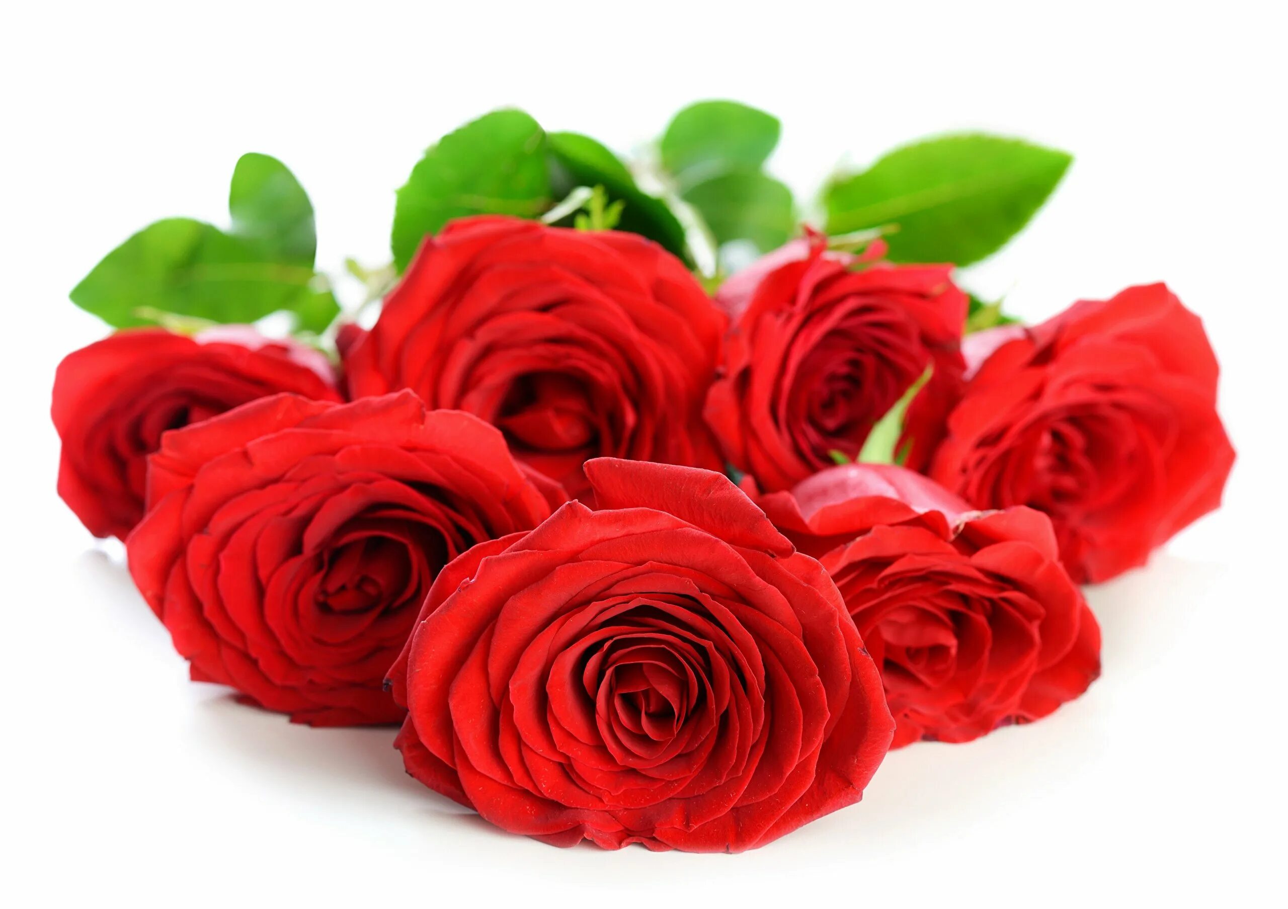 Красные розы. Ютуб красные розы. Красные розы на белом фоне. Свежие розы фото. Букет красных роз.