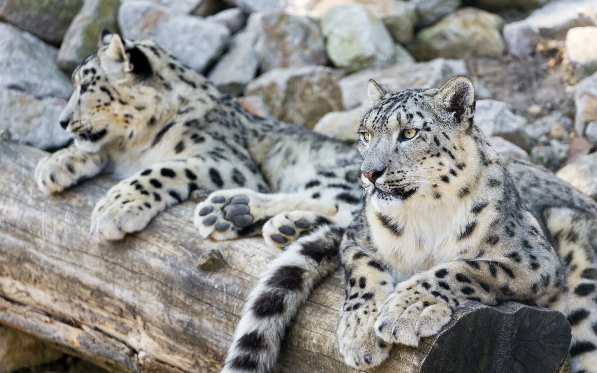 Сколько живут снежные барсы. Снежный Барс Ирбис. Снежный Барс Ирбис семья. Снежный Барс леопард Snow Leopard Ирбис. Снежный Барс Кисловодск.