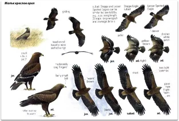 Орел Размеры. Орел птица каких размеров. Орел Размеры птицы. Размеры Орлов.