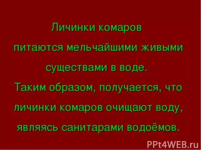 Кто питается комарами и их личинками. Животные которые питаются комарами 2 класс. Чем питаются личинки комаров. Санитарами водоёмов считаются. Животные которые питаются личинками комаров.