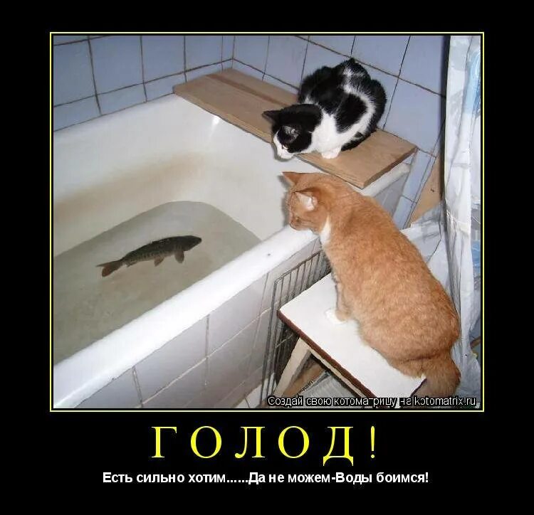 Хотим быть рыбками. Кошки юмор. Кот и рыба юмор. Шутки про животных. Котоматрица самое смешное.