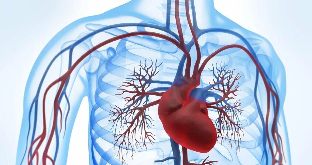 Строение сердца схема. Автоматия сердца. Сердце биологическое. Строение человеческого сердца схема. Сердце играет важнейшую роль в.