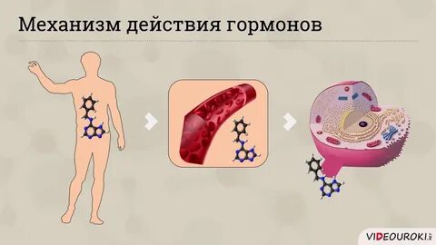 Что такое гормоны в биологии 8 класс
