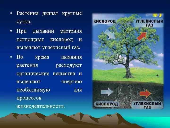 Дыхание растений это процесс ответ. Растения выделяют кислород. Значение дыхания для растений. Ппстпния выделяют углекислый ГАЗ. Растения поглощающие кислород.