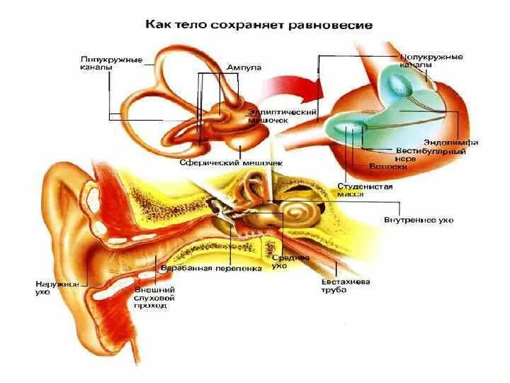 Какое строение внутреннего уха. Внутреннее ухо эндолимфа. строение внутреннего уха эндолимфа. внутреннее ухо анатомия перилимфа эндолимфа. строение уха перилимфа.