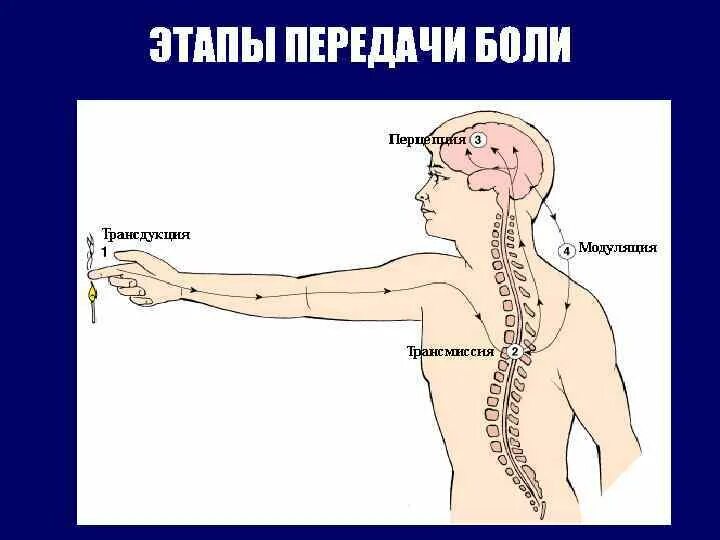 Передача больным. Механизм передачи боли. Боль этапы передачи. Схема передачи боли.