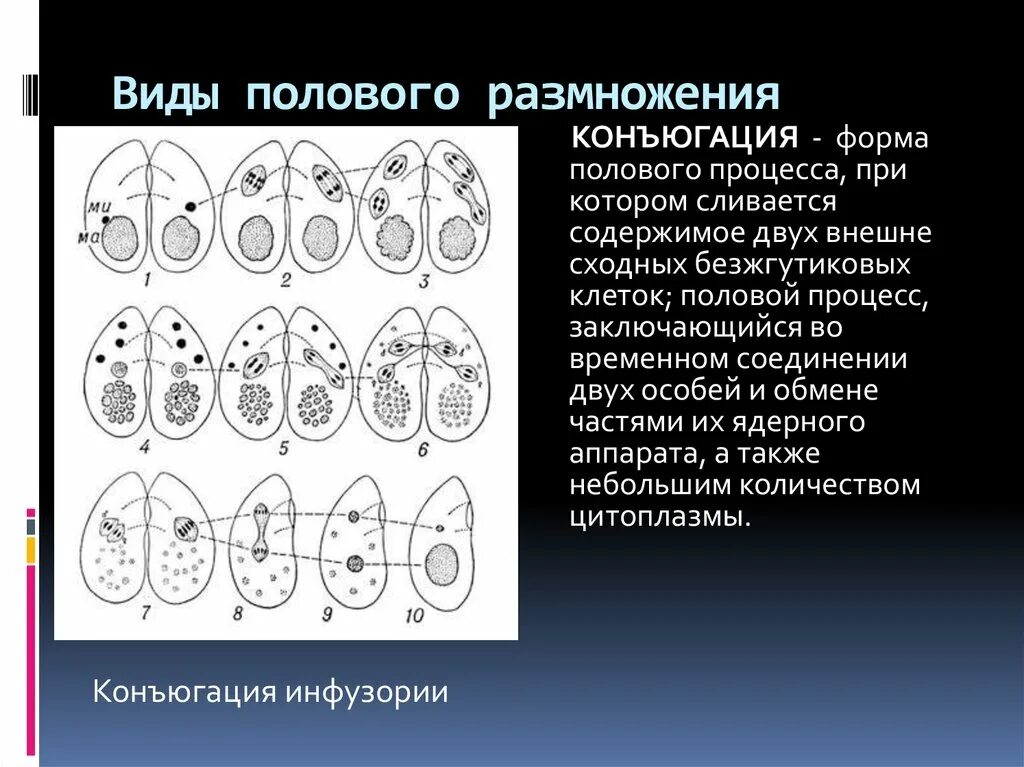 Формы полового размножения. Типы полового размножения. Формы полового деления. Половое и бесполое размножение.