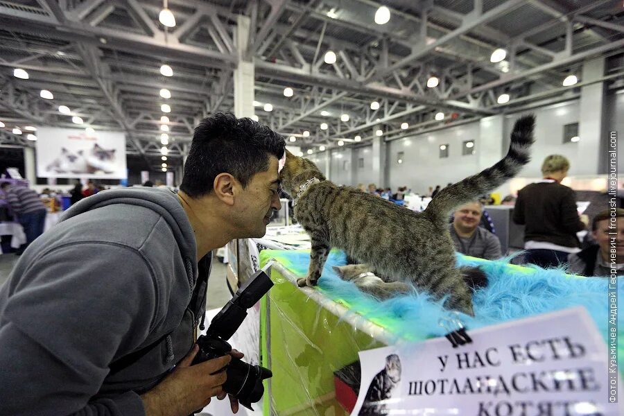 Выставка кошек в Санкт-Петербурге. Ленэкспо выставка Кошачья. Выставка кошек в Москве. Выставка кошек город Ижевск. Выставка кошек ижевск 2024