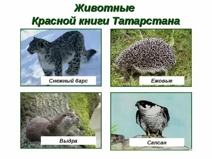 Животные занесенные в красную книгу республики татарстан