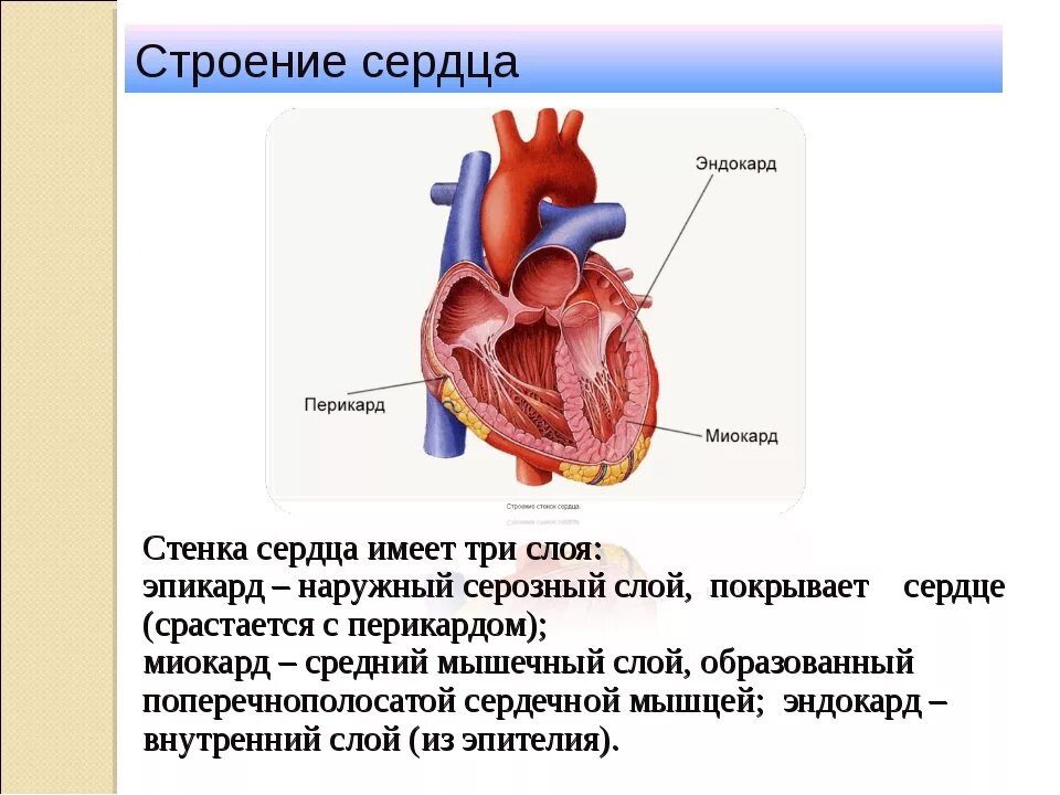 Миокард латынь. Строение сердца перикард миокард. Строение сердца миокард эндокард перикард. Строение сердца эпикард миокард. Эпикард сердца анатомия.