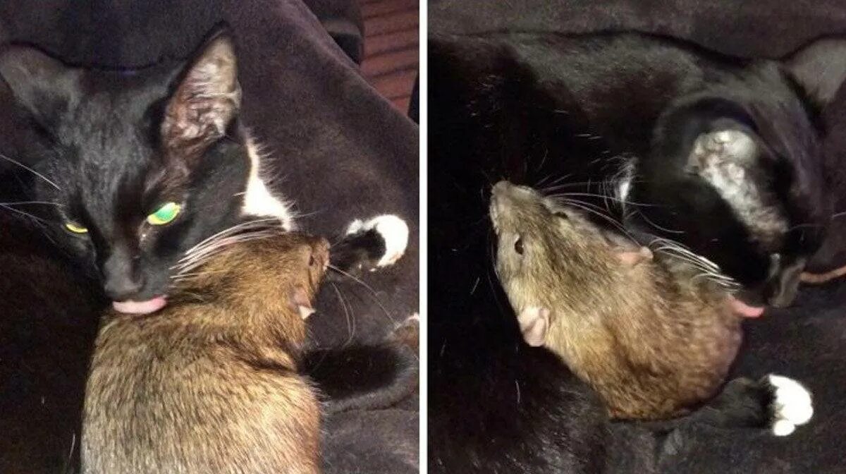 Коты едят крыс. Кошка и крыса. кошка и крыса в одном доме. большая крыса и маленький кот.