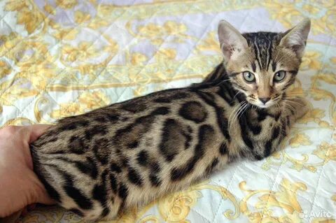 Бенгальский котенок 3 месяца