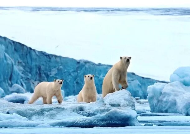 В какой среде обитает белый медведь. Среда обитания белого медведя. Белый медведь в естественной среде обитания. Белый медведь в своей среде обитания. Место обитания полярного медведя.