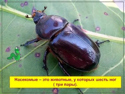 Шесть ног три