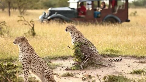 Wildlife safari