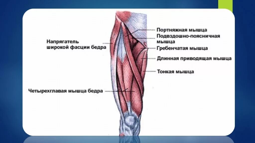 Прямая мышца где. Напрягатель широкой фасции бедра. Мышца напрягающая широкую фасцию функции. Функции напрягателя широкой фасции бедра. Мышца напрягающая широкую фасцию бедра функции.