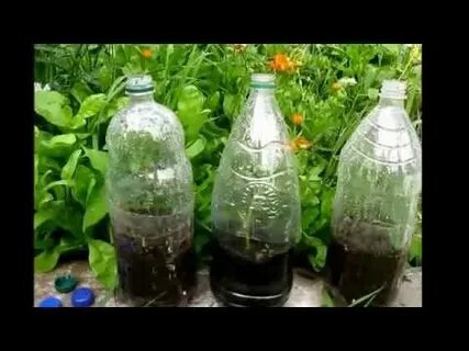 Черенкование роз в теплице осенью под зиму