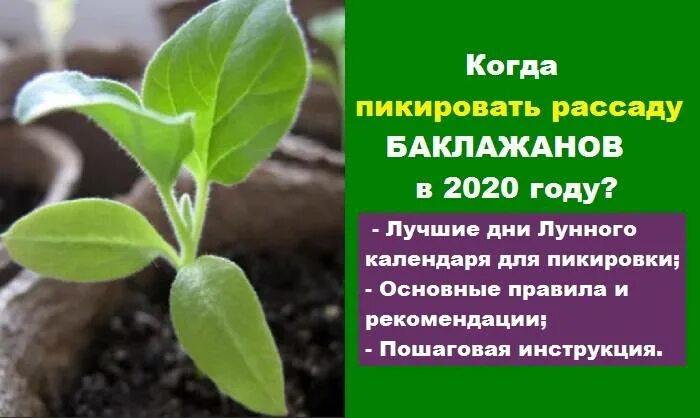 Пикировка баклажан по лунному календарю 2024