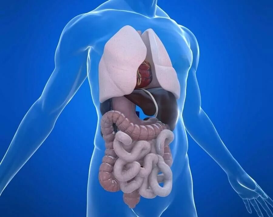 Мрт органов брюшной полости. Мрт ОБП+забрюшинное пространство. Кт органов брюшной полости и забрюшинного пространства. Органы брюшной полости лечение