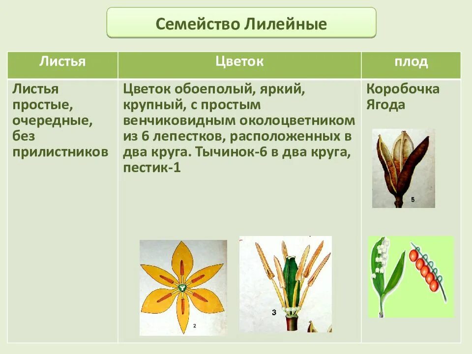 Класс семейства лилейные. Класс однодольные. семейства из класса однодольные. класс однодольные презентация. семейства однодольных растений.