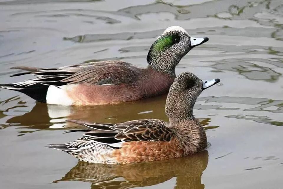 Северная кряква. Гага гребенушка самка. Утка северная кряква. Aythya affinis. Дикая морская утка.