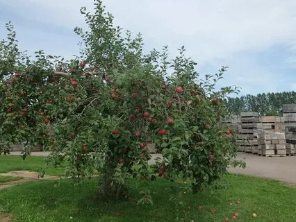 Яблоня макинтош