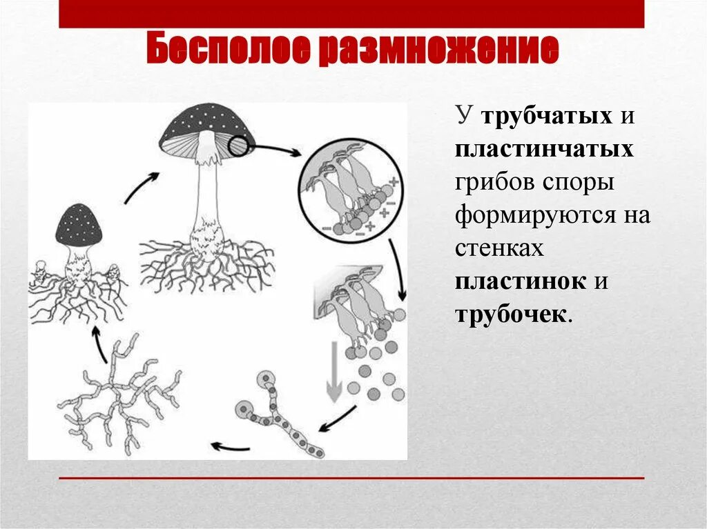 Бесполое с помощью спор. Способы бесполого размножения грибов. споры бесполого размножения грибов. типы спор бесполого размножения грибов. образование спор - бесполое размножение грибов..