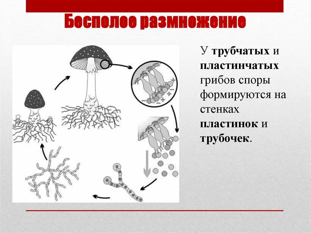 Способы бесполого размножения грибов. Типы спор бесполого размножения грибов. Образование спор - бесполое размножение грибов.. Размножение грибов спорами биология.