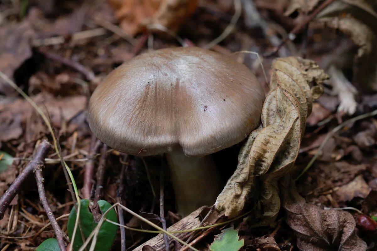 съедобные грибы оренбургской