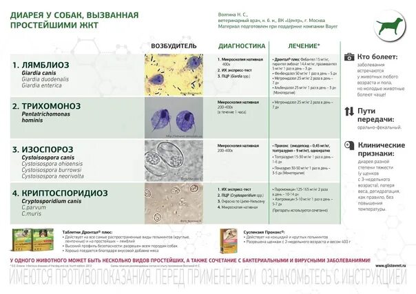Цвет поноса у собаки. Простейшие в ЖКТ собак. Понос вызванный простейшими у кошек. Тонкокишечная диарея у собак. Степени поноса у собак.