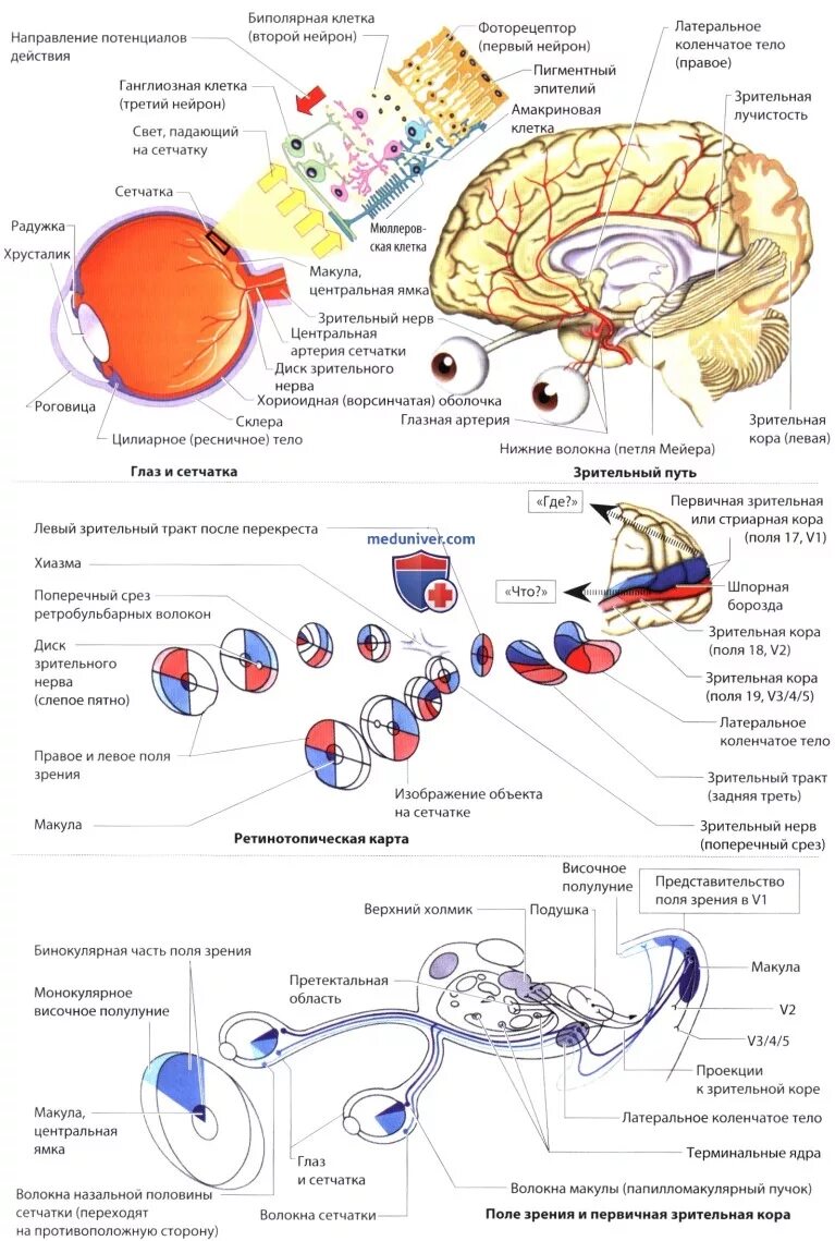 Компьютерный зрительный синдром. Режим зрительной нагрузки. Зрительный режим что это. Зрительная нагрузка. Советы по сохранению зрения.