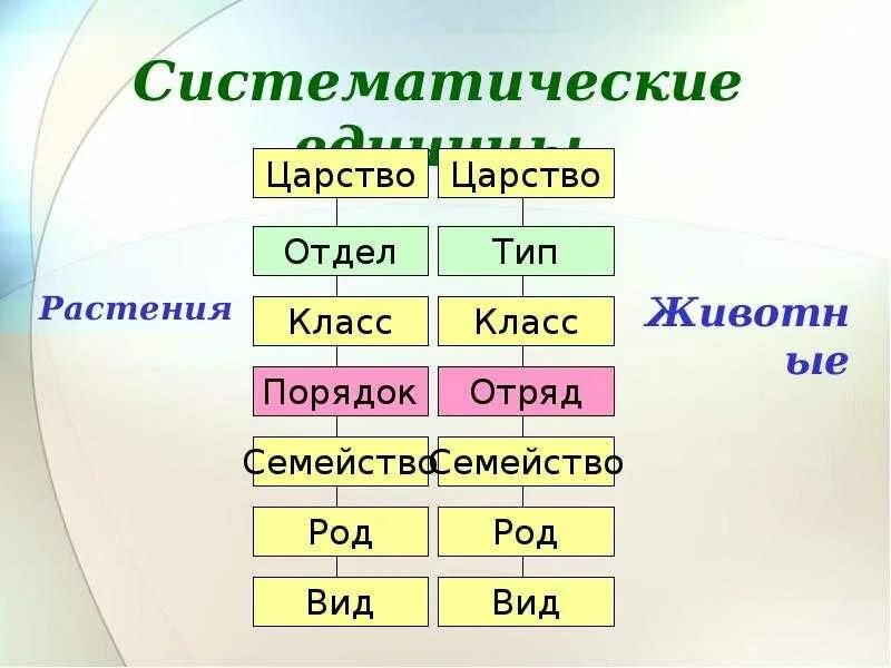 Таксономическая классификация