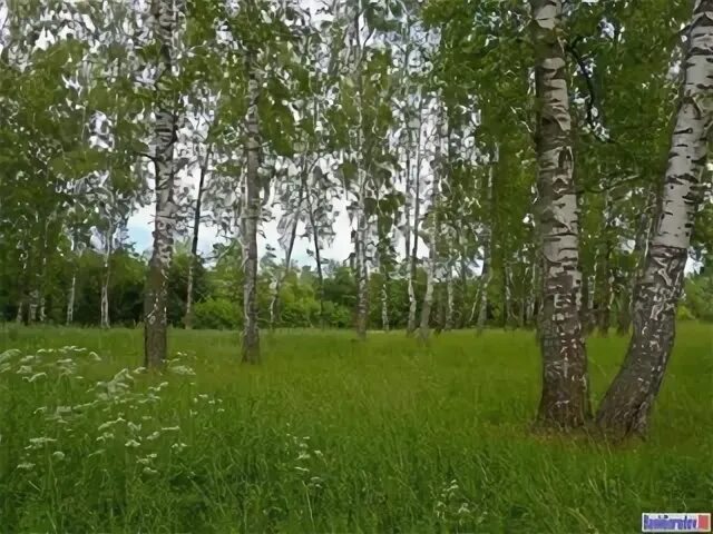 Березовая роща плес
