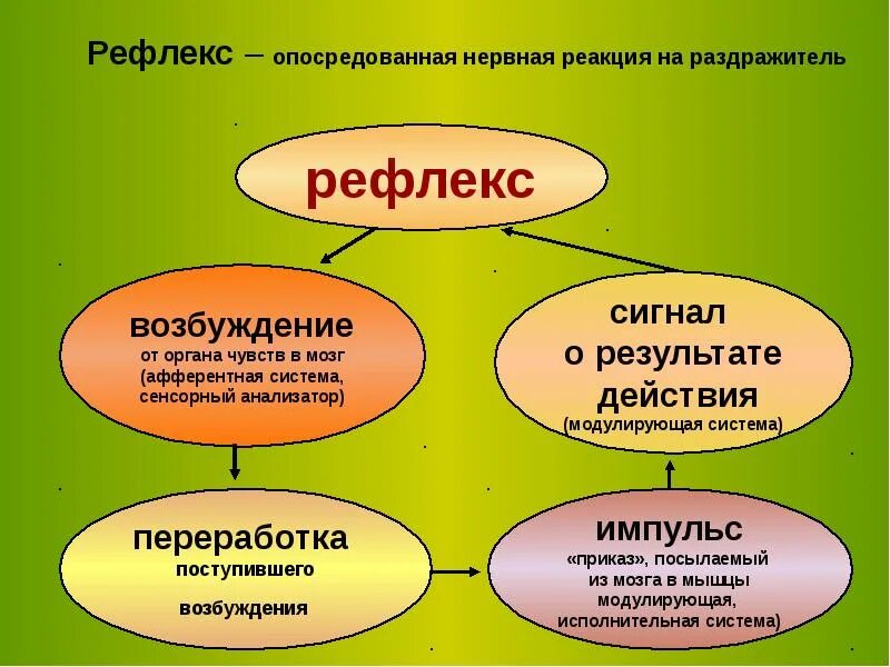 Нервно рефлекторная реакция