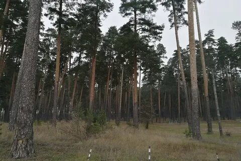 Сосновый пенза