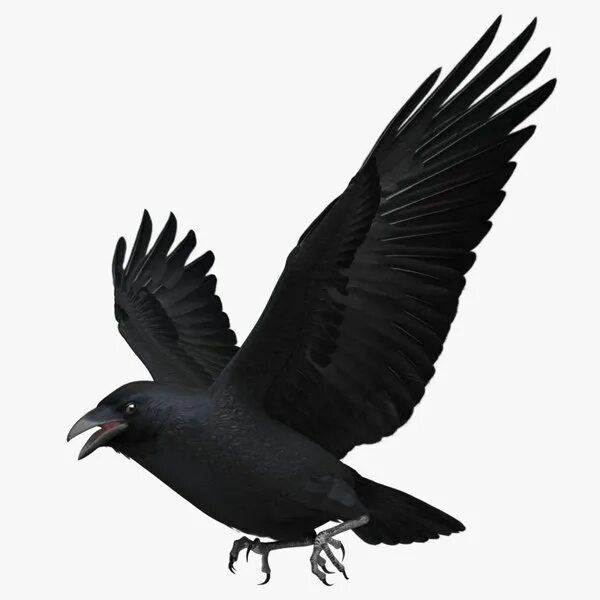 Ворон 3д модель. Ворона 3d. ворона 3d модель. corvus cryptoleucus. ворон 3д.