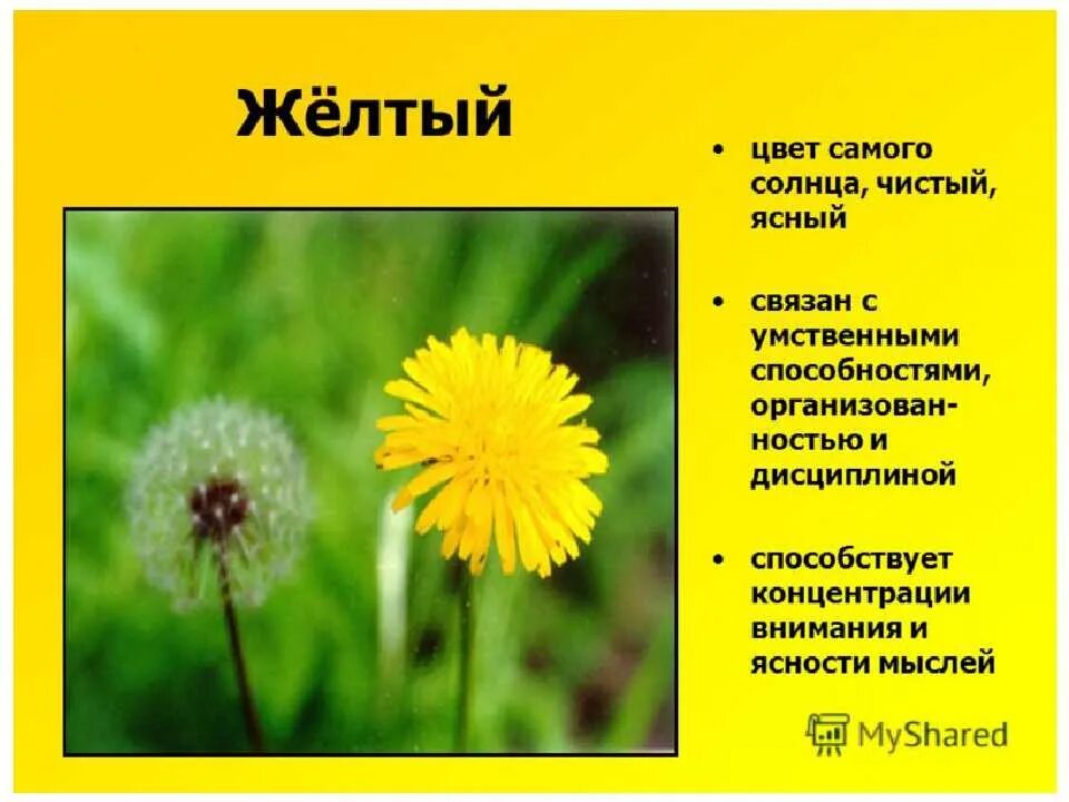 Жёлтый цвет значение. Желтый цвет в психологии. Что означает жёлтый цвет в психологии