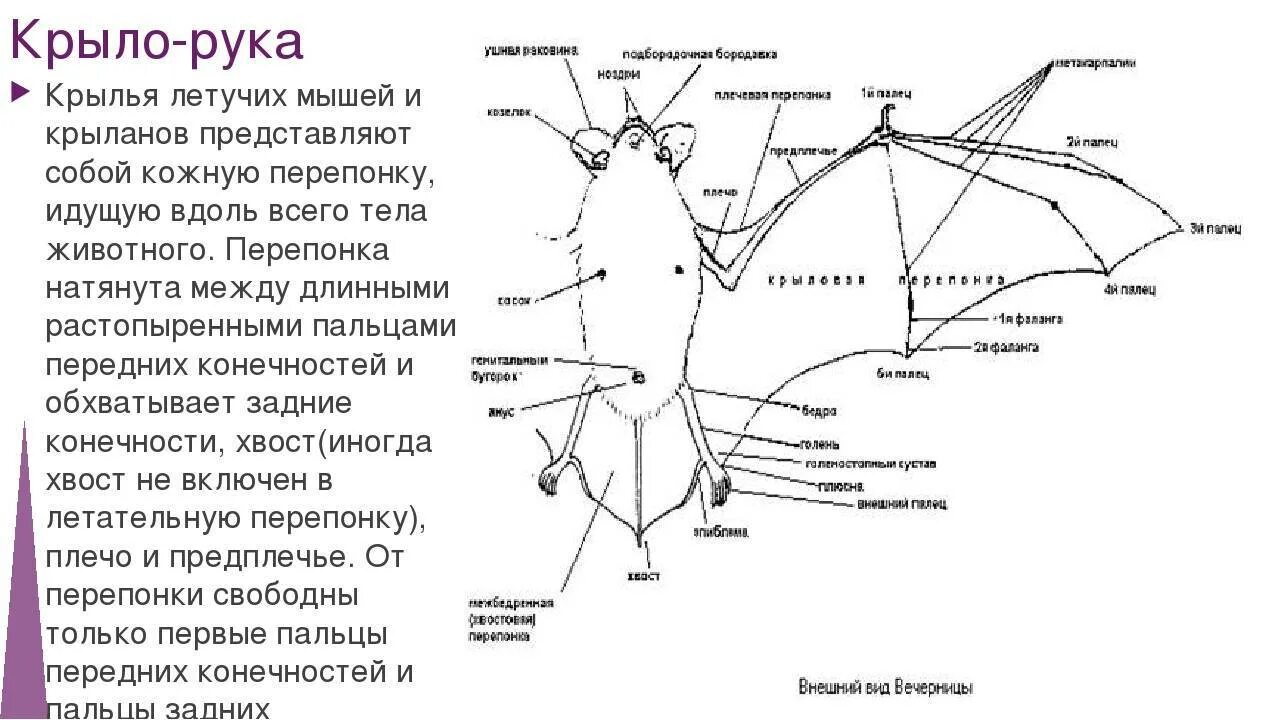 Сколько валют крыло летучей мыши мм2. Крылья летучей мыши описание. Скелет мыши строение. Строение передней конечности летучей мыши. Строение передних конечностей рукокрылых.