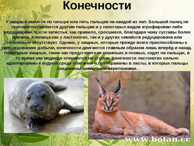 Характеристика плотоядных
