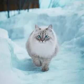Доброго зимнего утра котики