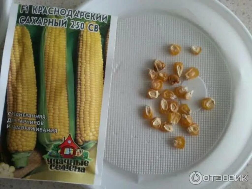 Замачивать ли семена кукурузы перед посадкой. Прорастание семян кукурузы семена кукурузы. Кукуруза Камберленд f1. Краснодарский сахарный 250 св кукуруза. Семена кукурузы п7050.