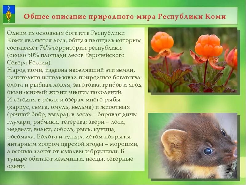 Проект животные родного края 3 класс Иркутская область окружающий мир 3 класс