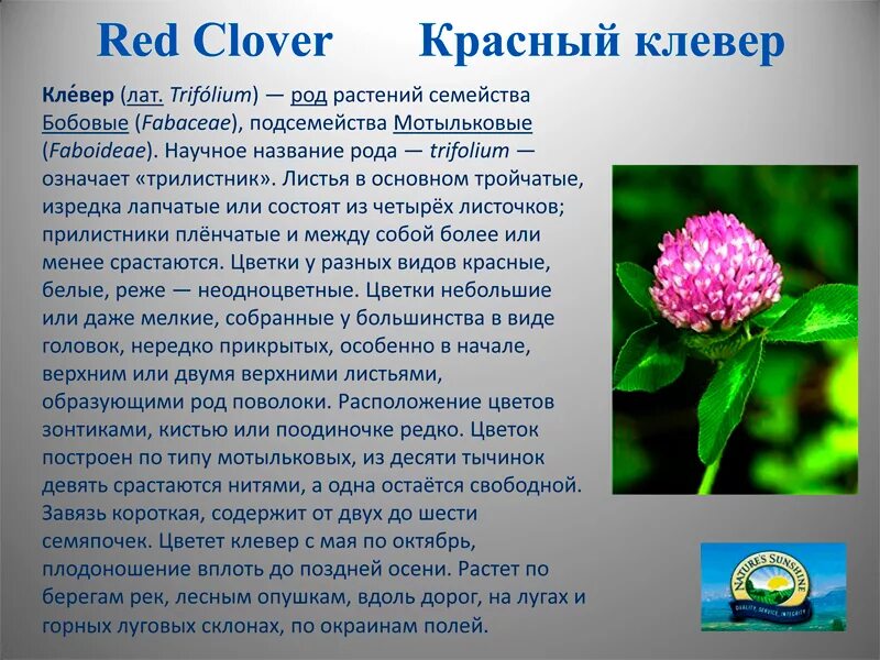 Соцветие клевера. Клевер Луговой. Клевер Луговой растение. Лечебное растение Клевер.