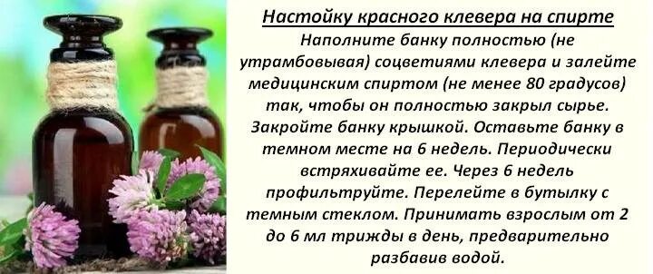 Настойка из клевера. Экстракты цветов. Как приготовить настойку. Настой из красного клевера. Как настаивать и пить