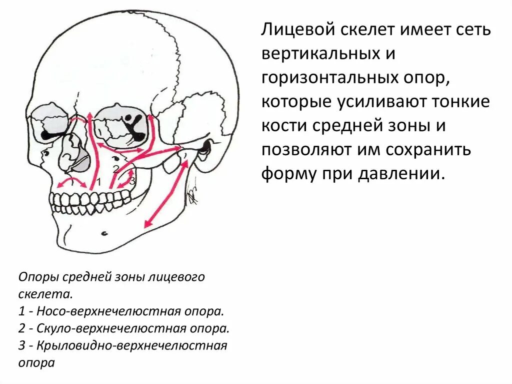 Зоны челюстно лицевой области. Челюстно-лицевой скелет. Кости челюстно лицевой области. Перелом лицевого скелета.