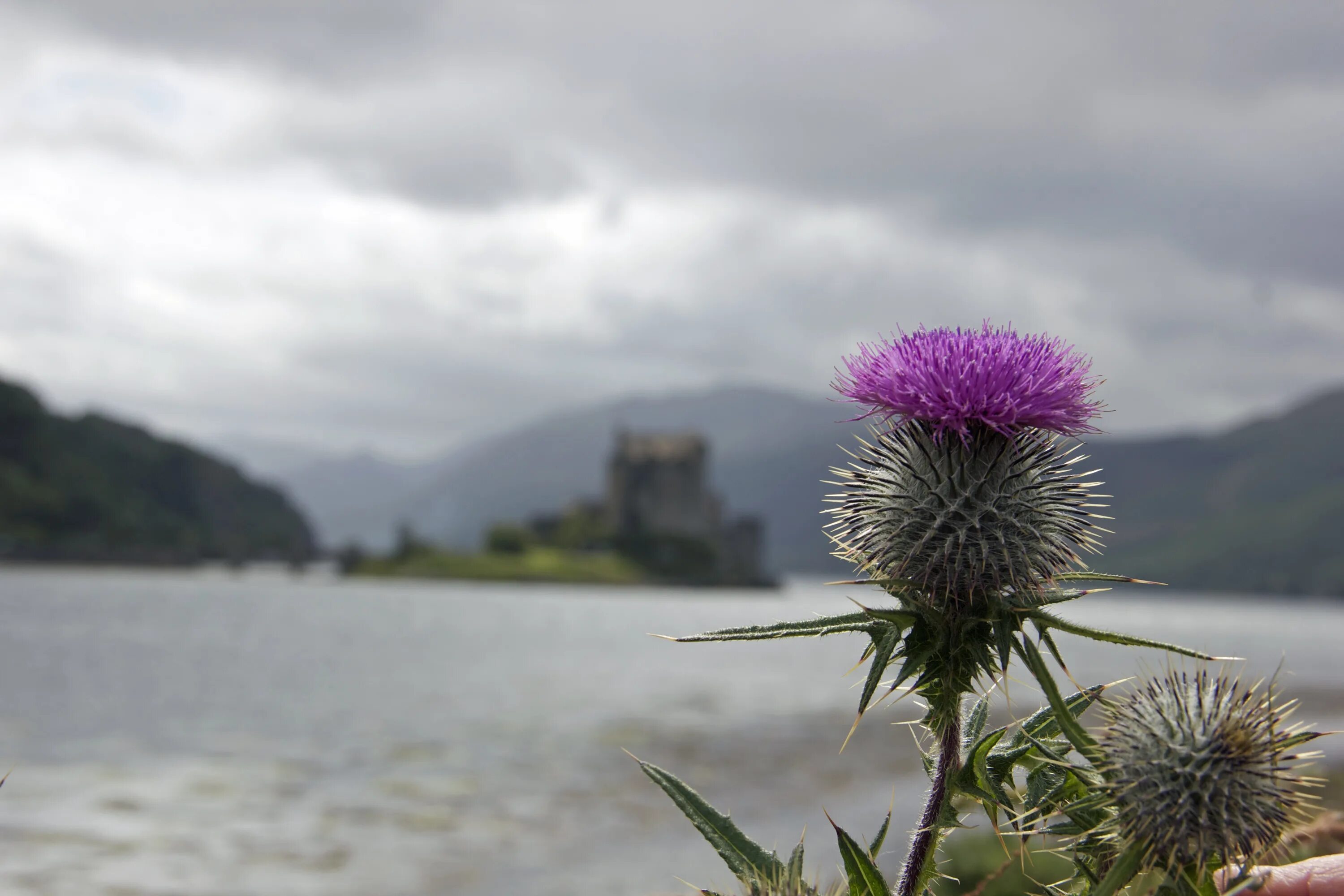 Scotland plants. Чертополох Шотландия. Чертополох символ Шотландии. Шотландия цветок чертополоха. Чертополох Thistle шотландский.